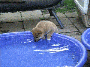 gif 45.gif