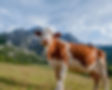 vecteezy_cow-grazing-on-organic-farm_5893067_62.jpg