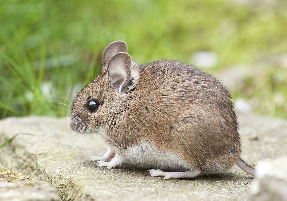 Hints for Hiring the Right Pest control company