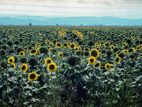 Sunflowers