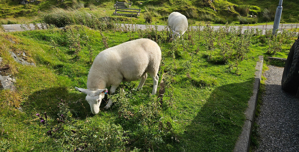 ship eating grass in scotland