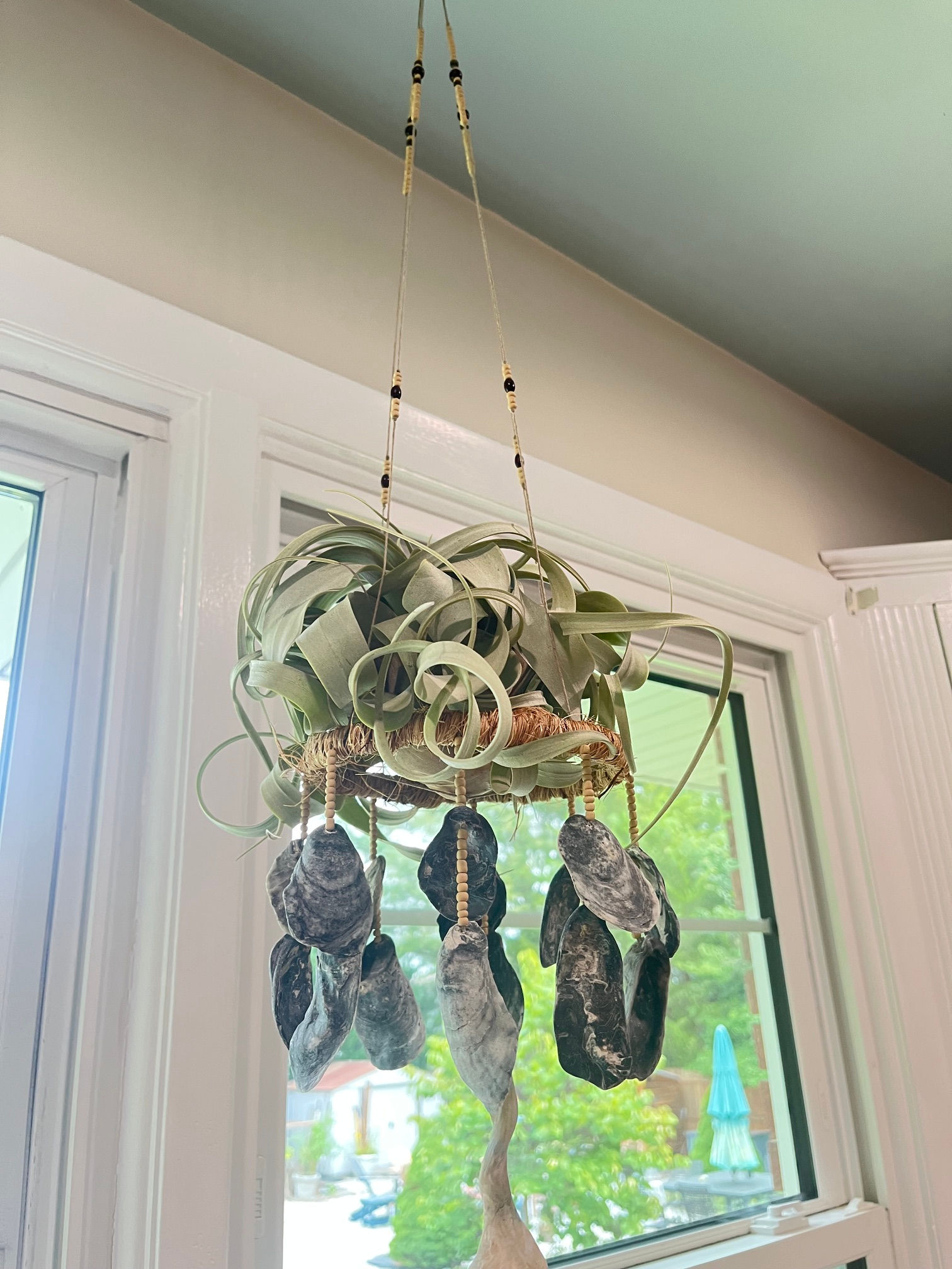 Hanging Air Plant - Oysters with Tan/Wood Beads