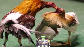 Live Cockfighting: An Exciting Journey into the World of Entertainment Betting