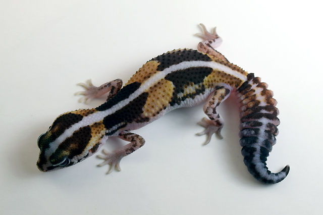 Striped Normal 100% het Patternless 50% double het Ghost x Oreo 13g Female