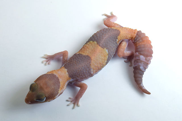 Caramel *PET ONLY* 15g Female