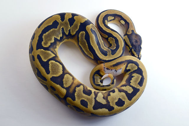 Pied 50% het Albino 124g Female