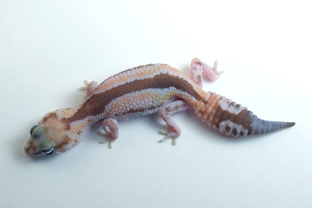 Zulu 66% het Patternless 50% double het Caramel x Oreo 13g Female