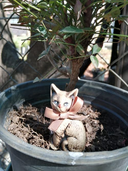 Kitty.jpeg