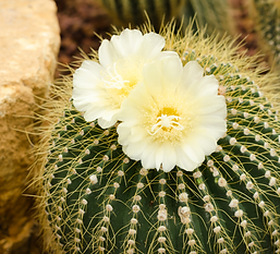 inner-bloom-pcs-desert-flower-5.png