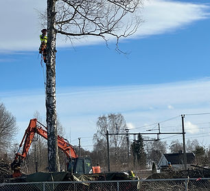 Magnus i toppen av tre.jpg