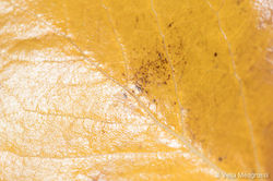 Auutmn - The sound of colours - details