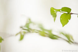 Spring - The sound of colours - I