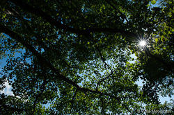 Summer - The sound of colours - VIII