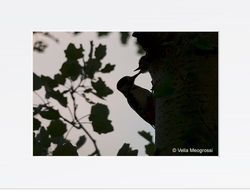 Dendrocopus major - V