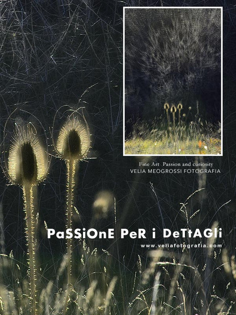 print_Thistle_5.jpg