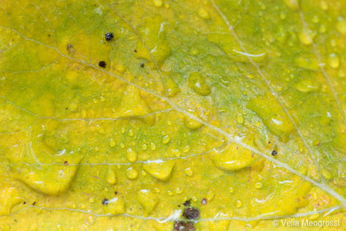 Auutmn - The sound of colours - details