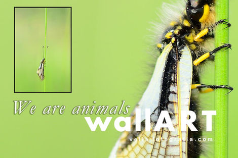 print_Libelloides coccajus_02.jpg