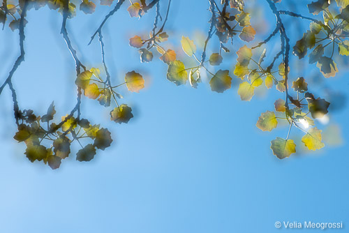 Spring - The sound of colours - VIII