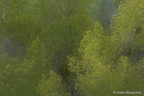 Spring - The sound of colours - XVI