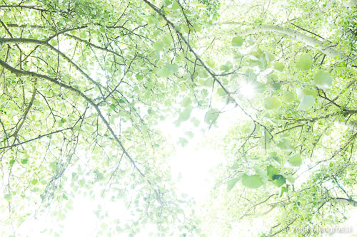Spring - The sound of colours - XXXI