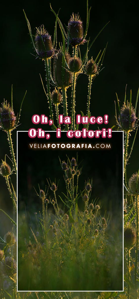 velia_fotografia_coll_40.jpg