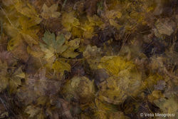 Autumn - The sound of colours - XXVIII