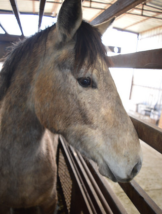 3 year old mare.jpg