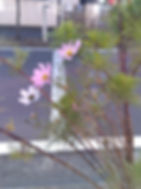 真冬の秋桜