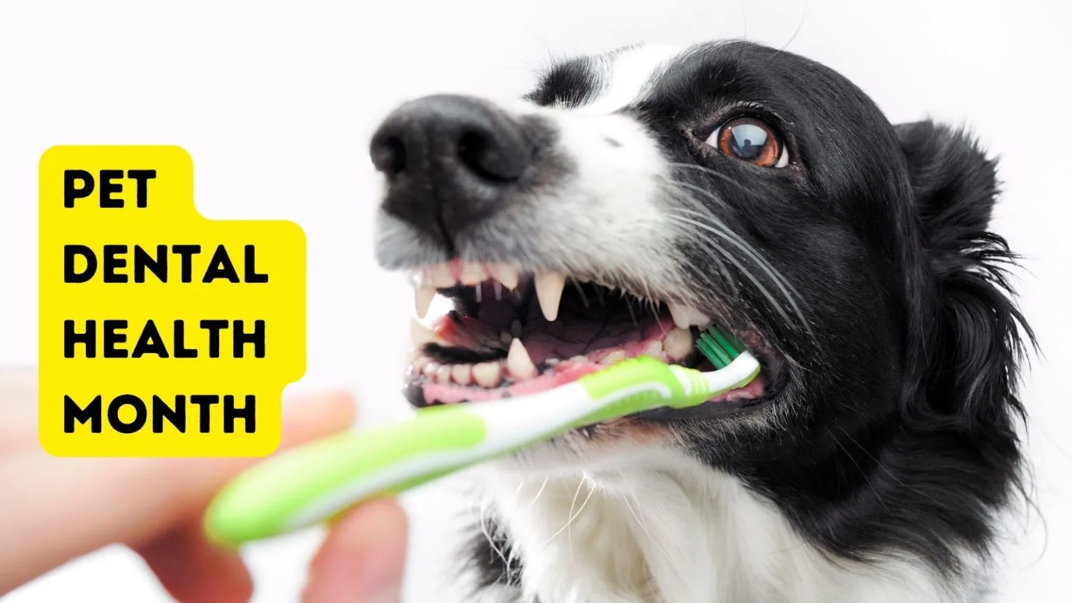 STINKY DOG BREATH?