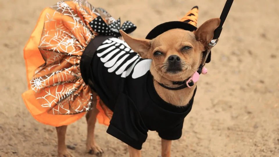 ROCK 'N PAWZ DOGTOBER ADOPTION EVENT