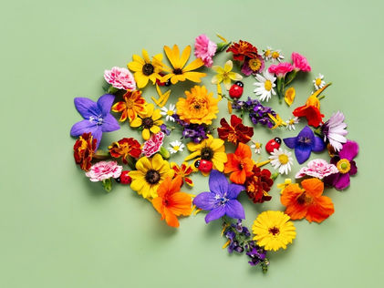 Brain Health Education