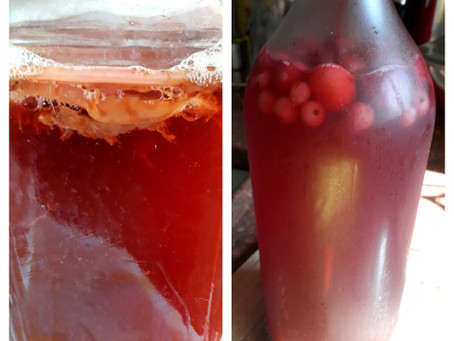 תה קמבוצ'ה - kombucha Tea