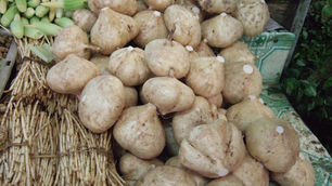 שורש קונג'אק