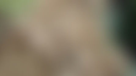 שורש קונג'אק