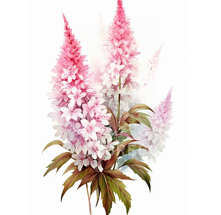 astilbe.png