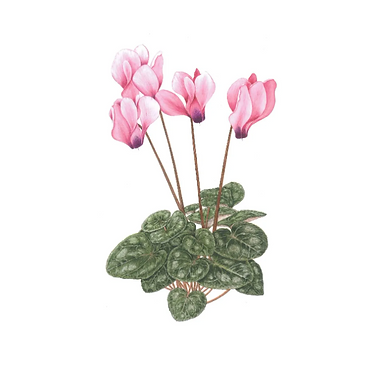cyclamen.png