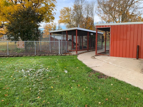 Animal chain link enclosure with fall foliage