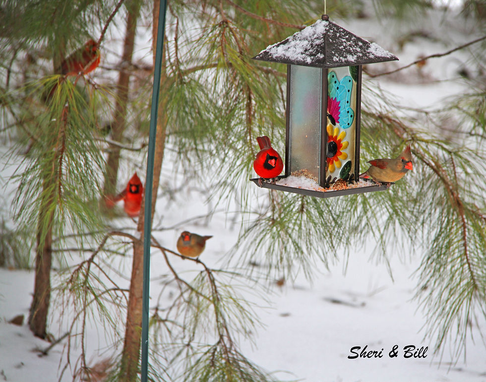 Beautiful cardinals on a Georgia wintery morning - Original photography by Sheri & Bill