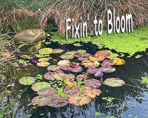 image of water lily pads on surface of still pond with just a few unopened pink blooms on the surface. text on image says fixin' to bloom. original photography by Sheri & Bill