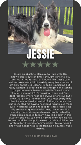 Fox K9 Training Review - Border Collie