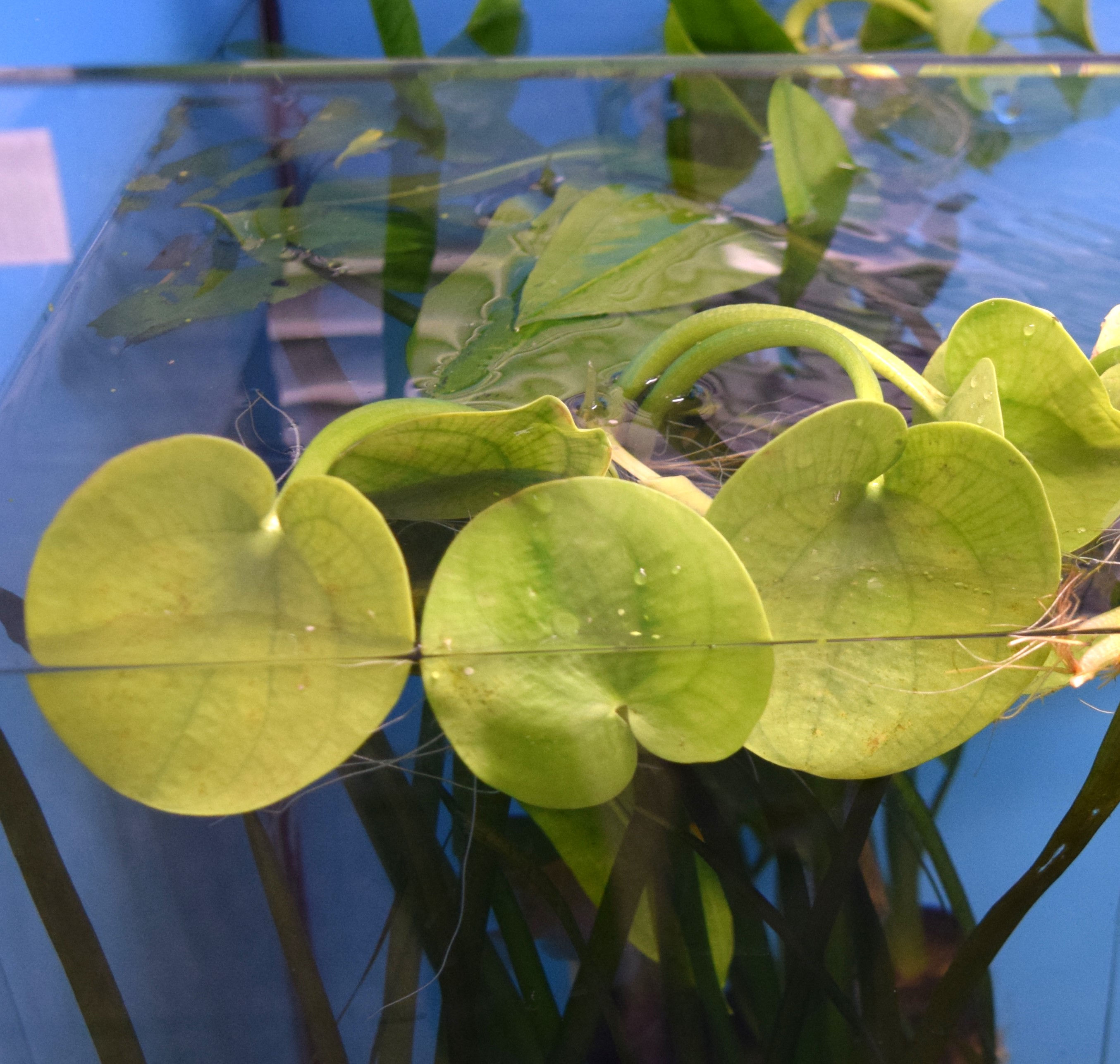 Limnobium laevigatum (Amazon frogbit)