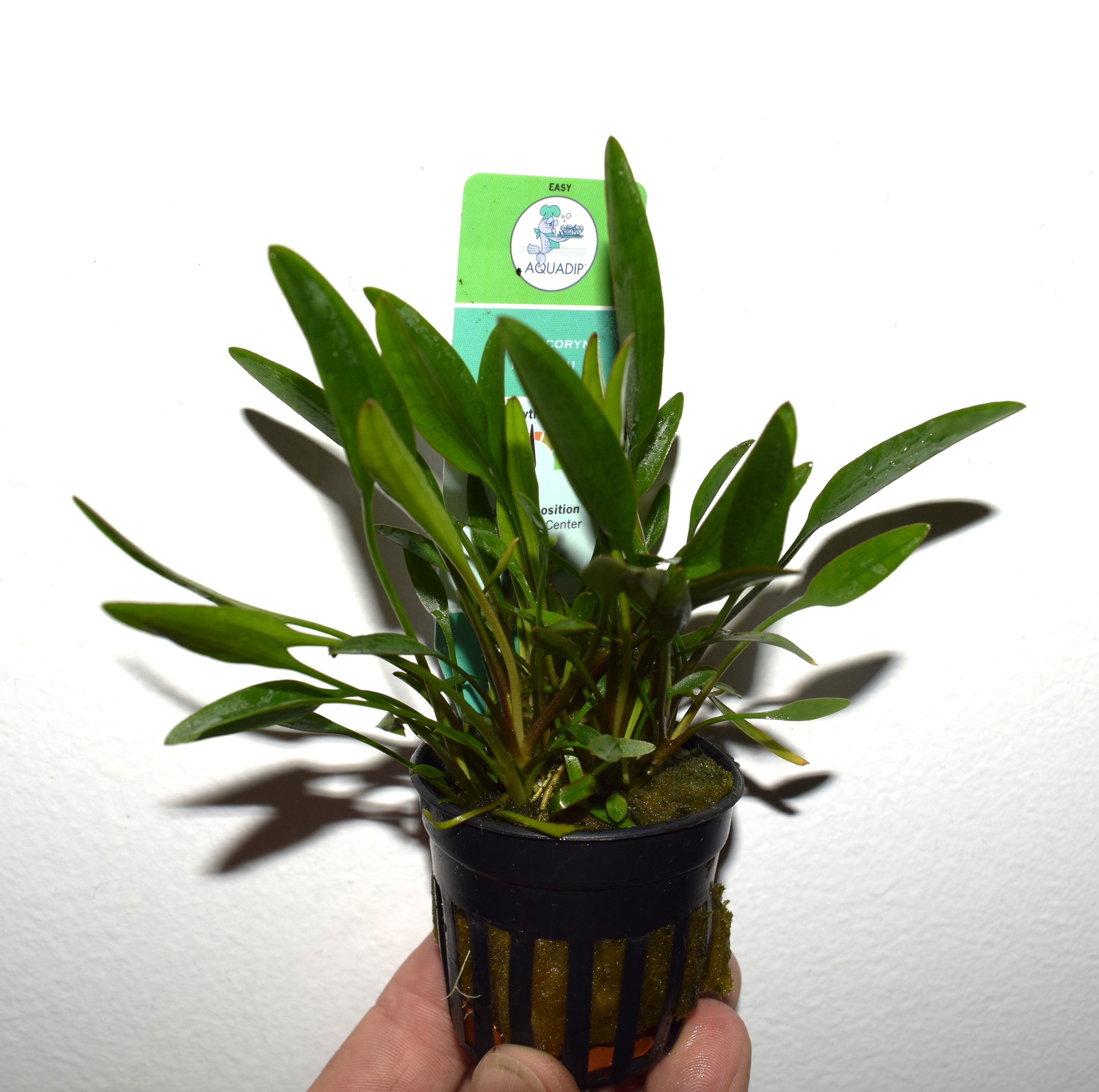 Cryptocoryne nevellii