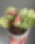 Syngonium is a genus of flowering plants in the family Araceae. These tropical plants are