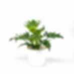 Philodendron 'Lickety Split' Medium