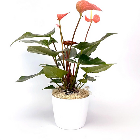 anthurium black karma Anthurium Forgetii DF x Carlablackiae  HappiestPlants