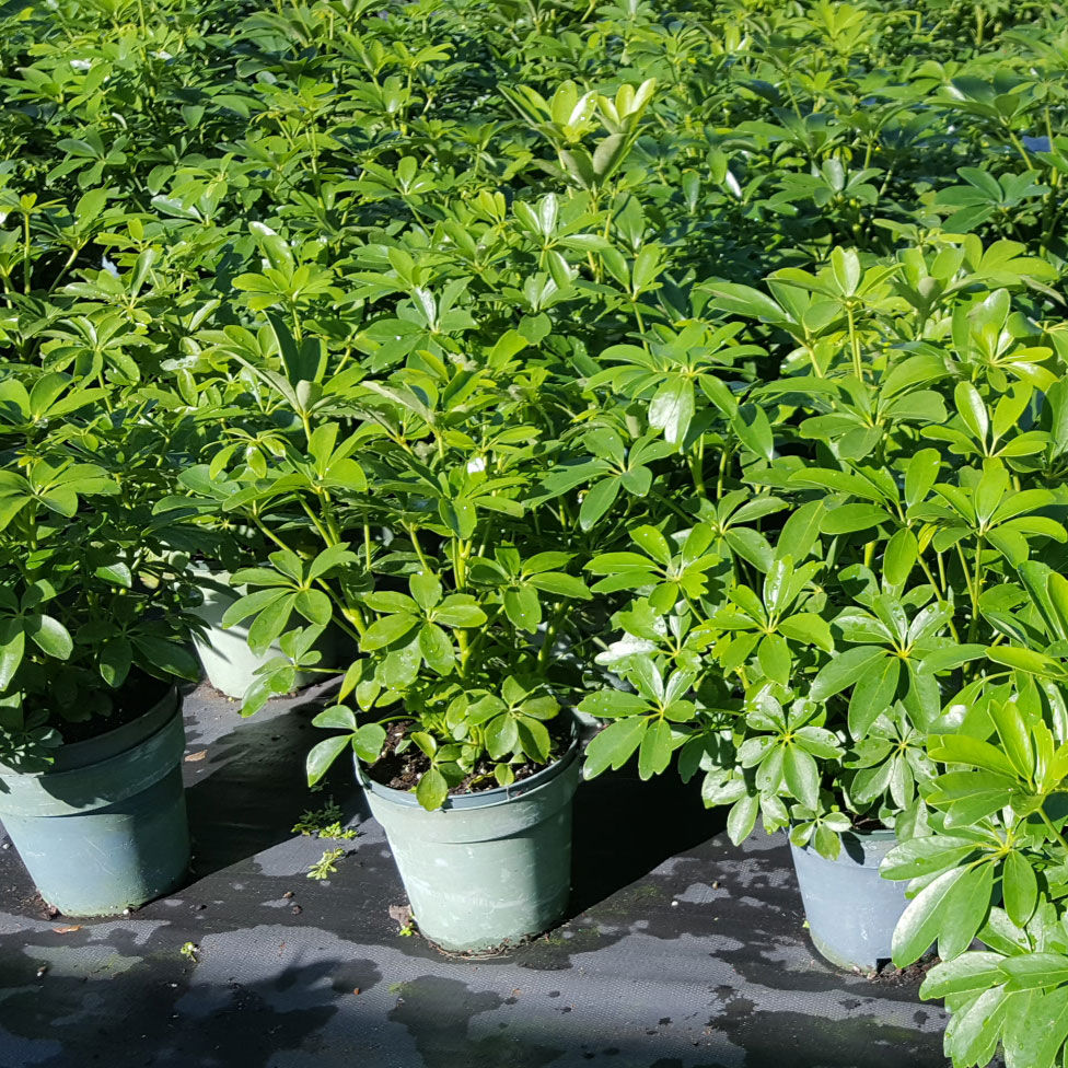 6" Scheff Arb Pittman