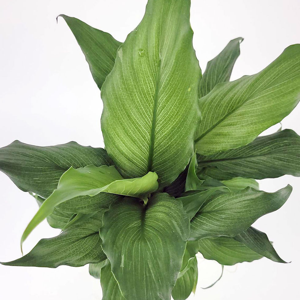 Thumbnail: Spathiphyllum 'Platinum Mist'