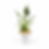 Thumbnail: Alocasia 'Tiny Dancer'