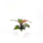 Philodendron 'McColley Finale' Small