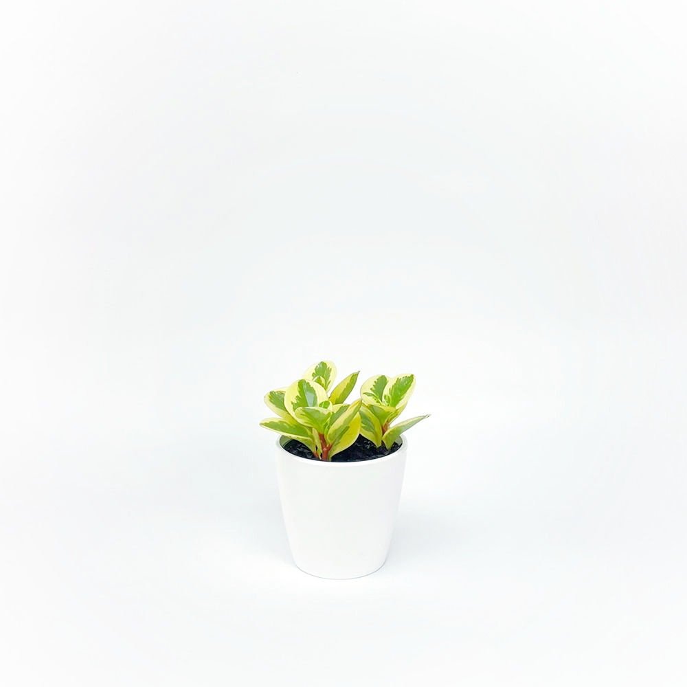 Peperomia 'Citrus Twist' Small